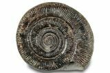 Jurassic Ammonite (Dactylioceras) Fossil - England #279540-1